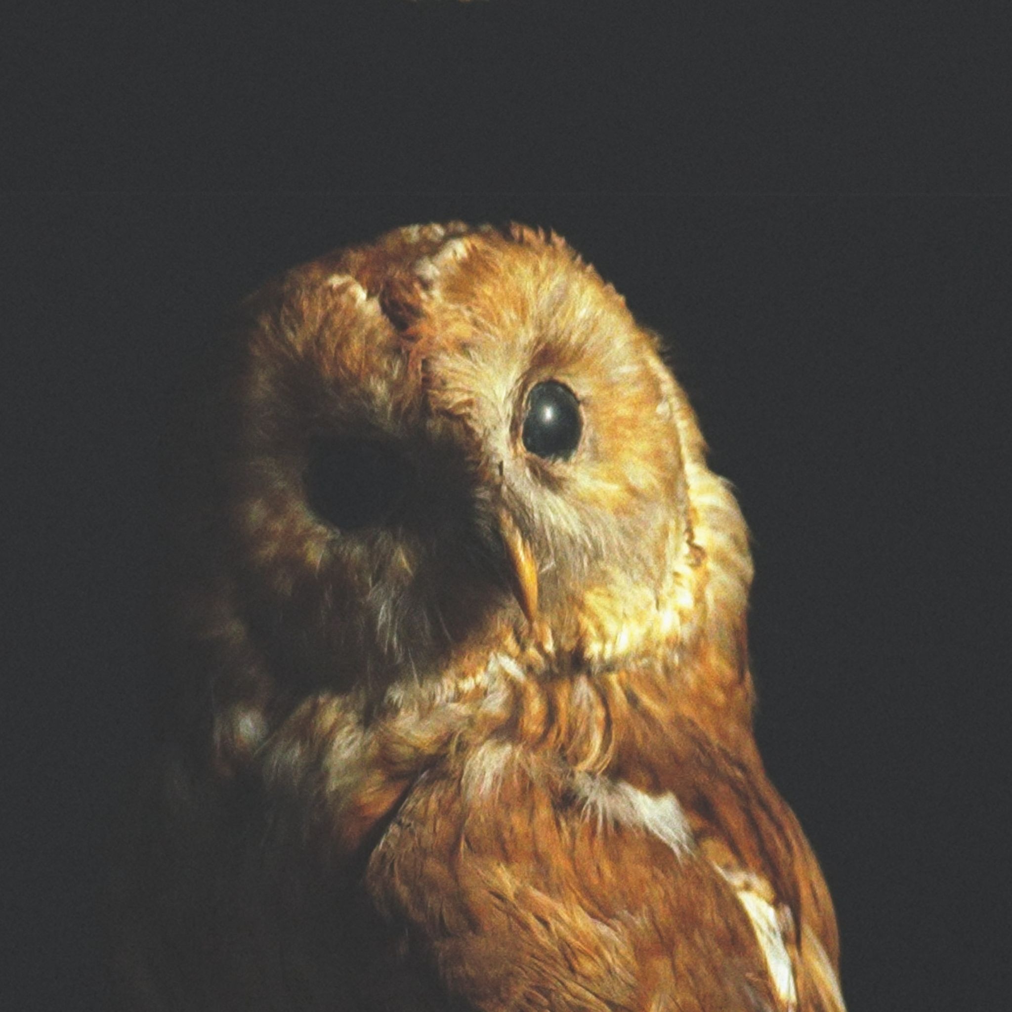 Inline image